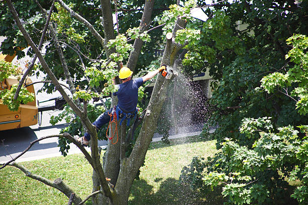 Best Emergency Tree Removal  in Sunnyslope, WA